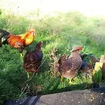 בית חווה Vecchia Quercia