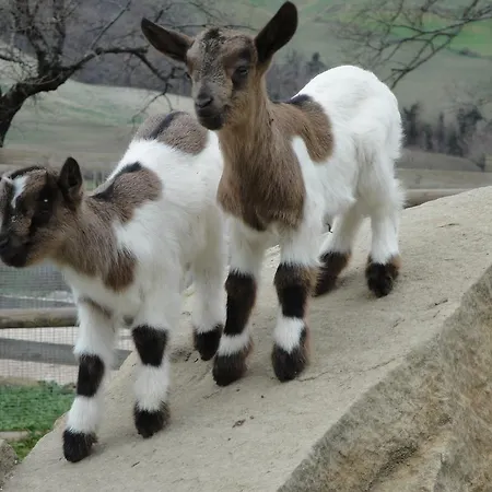 Farma Vecchia Quercia *