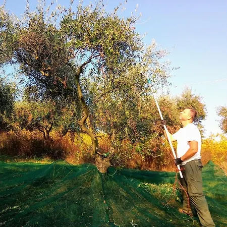 Vecchia Quercia Pergola