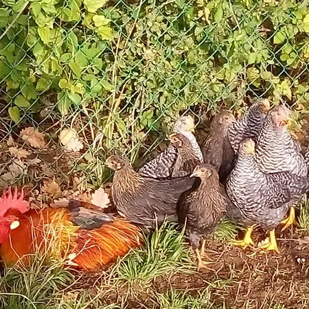 Agriturismo Alla Vecchia Quercia Farm stay