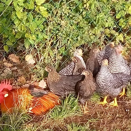 Vecchia Quercia Çiftlik konaklama