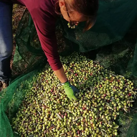 Vecchia Quercia